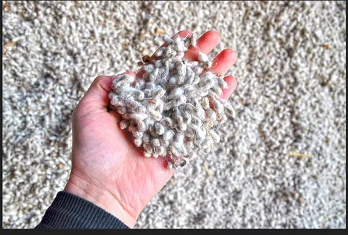 cotton-seed-500x500